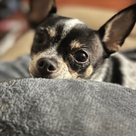 Gidget