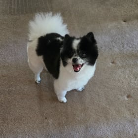 Izzy