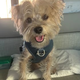 Archie