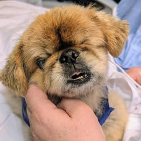 Abner the Pekingese Therapy Dog