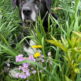 Dozer