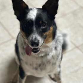 Tatertot