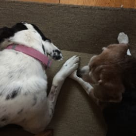 Angel and Sadie