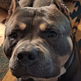 Zeus