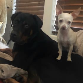 Ryder and Rocco