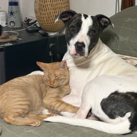 Otis