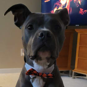 Ziggy Todd