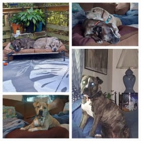 Gypsy-Brown and Barney-Grey