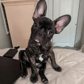 Beau