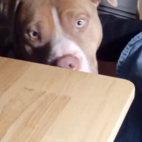 Duke