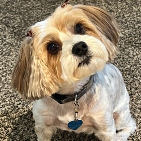 Bella