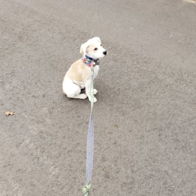 Milo