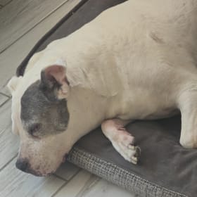 Penelope