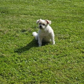 Joey