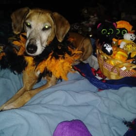 Lilly Belle