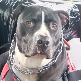 Oliver Loyal Izzadog