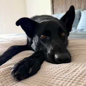 Bodhi