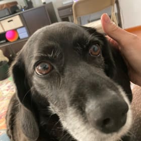 Daisy