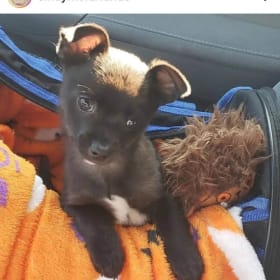 Peanut