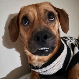 Auggie