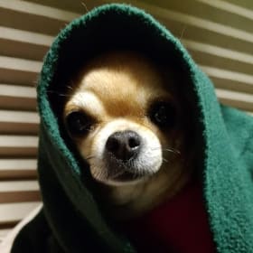 Grand Champion CiCi aka Obi Wan Chihuahua