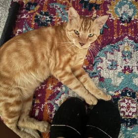 Nacho