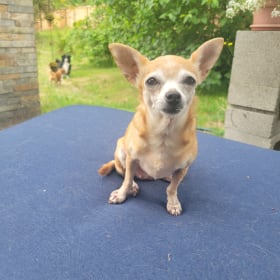 Daisy