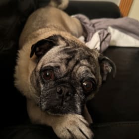 Loki