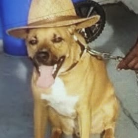 Tyson