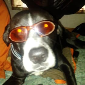 Harley