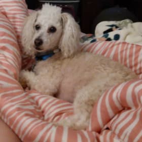 Obbie