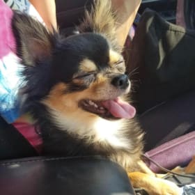 Chico