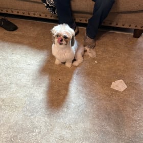 Pepita