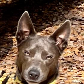 Bluebell