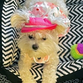 Maizy