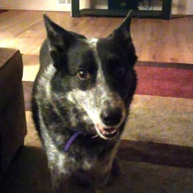 Isabel