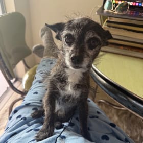 Lulu The Boy