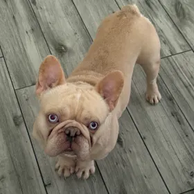 Frankie