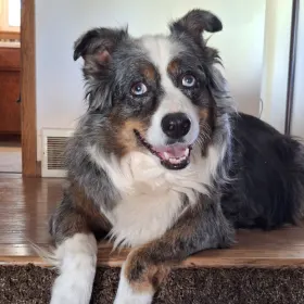 Scouty