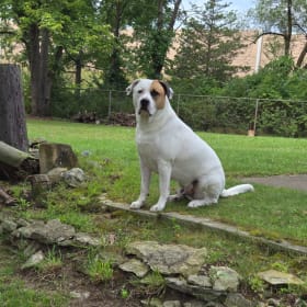 Brutus