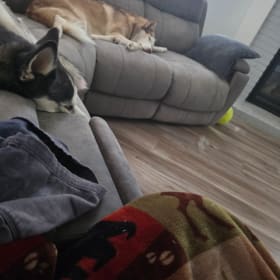 Sasha bear and Lulu Pachu
