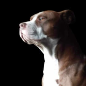Hoku