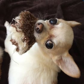 Mr Squiggles