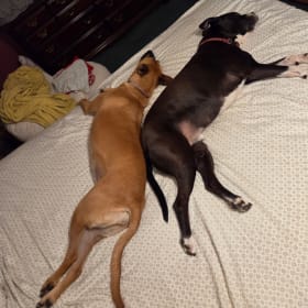 Rocky and Daisy