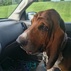 Louie