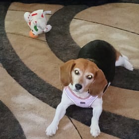 Lucy
