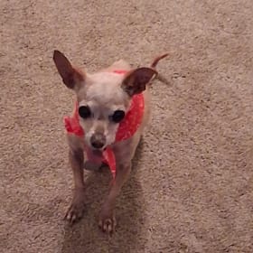 Puddin