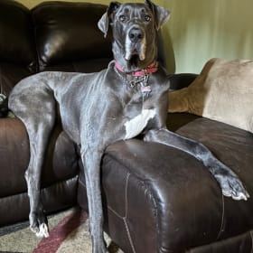 Piper