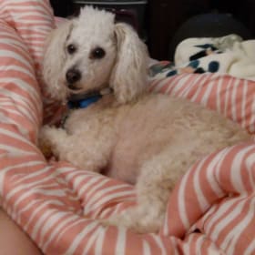 Obie boy