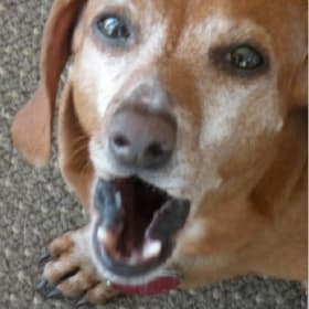 Frankie boy dog